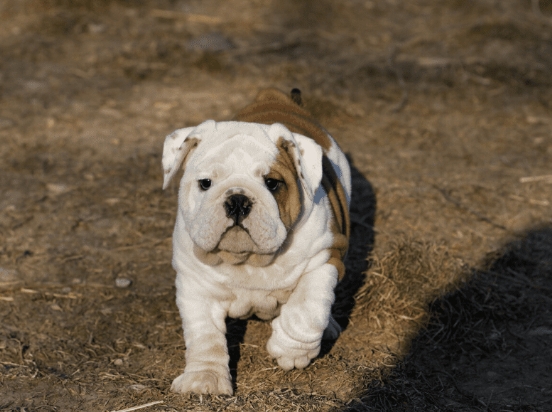 teacup bulldogs