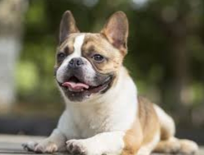 average cost of french bulldog