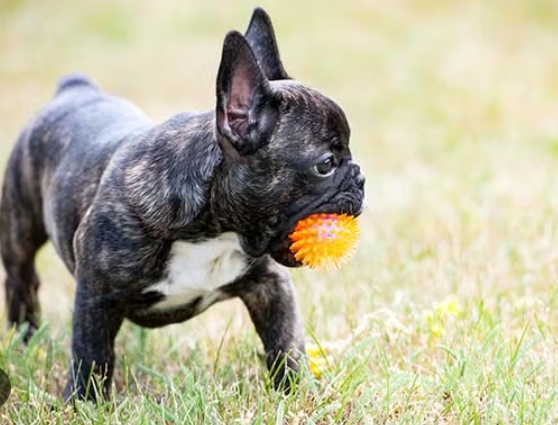 akc frenchies