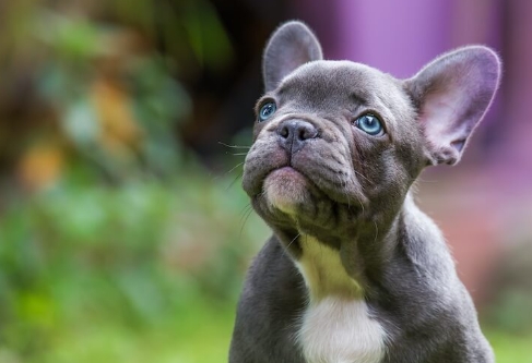 blue french bulldog cost