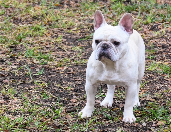 frenchie diarrhea