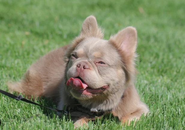 frenchie fluffy price