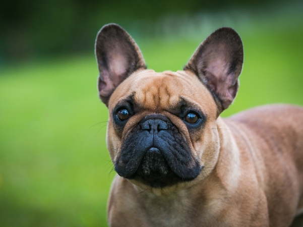 little french bulldog