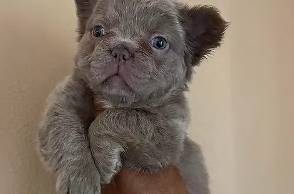 lilac fluffy french bulldog