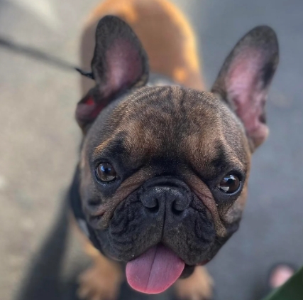 i spy frenchies