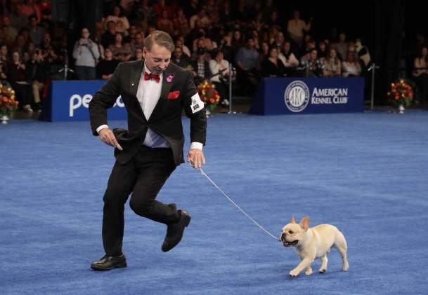 purina dog show 2022