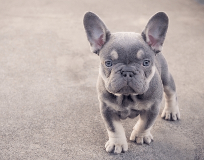 frenchie lilac