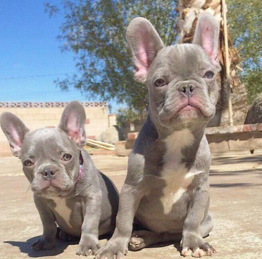 lilac tan french bulldog