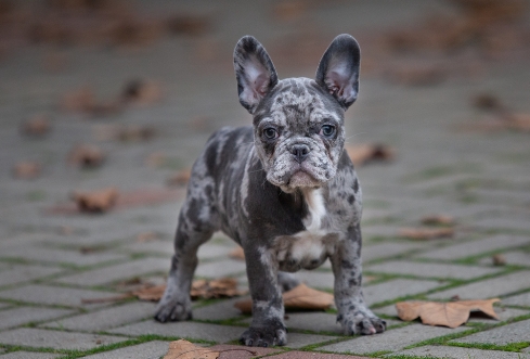 gray frenchie