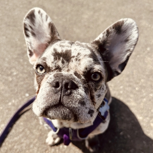blue merle frenchie