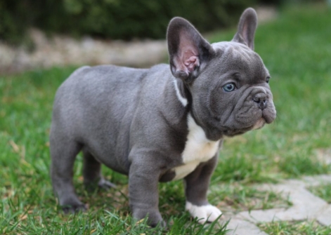 teacup blue french bulldog