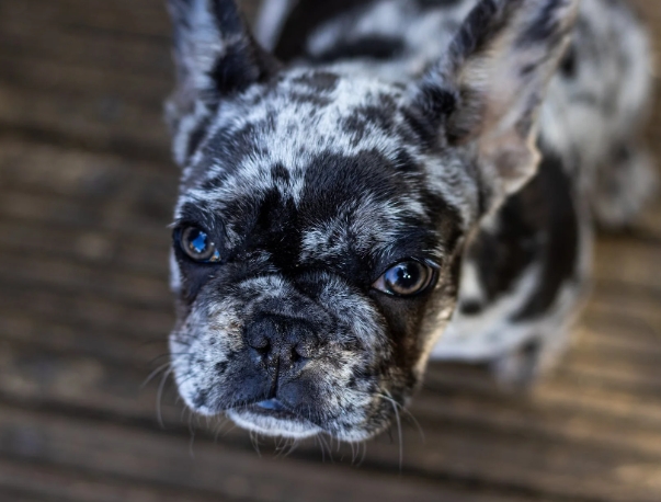 merle frenchie puppies