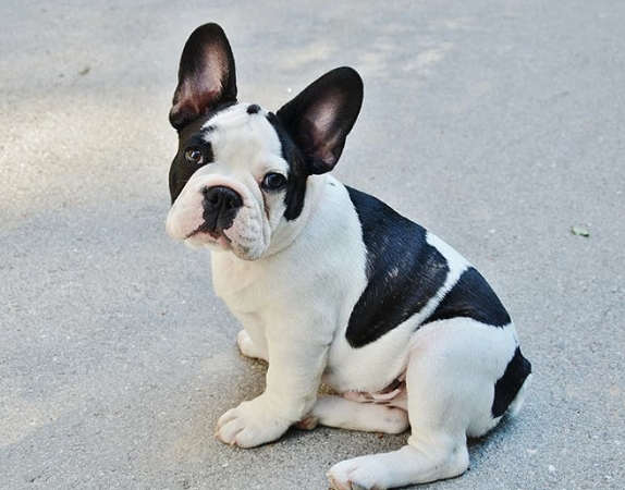 white french bulldog price