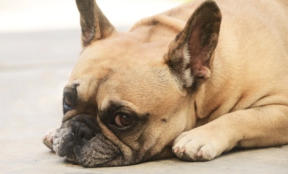 frenchie dry nose