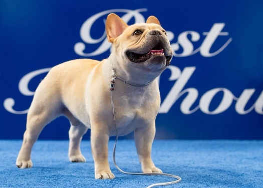 frenchie nation