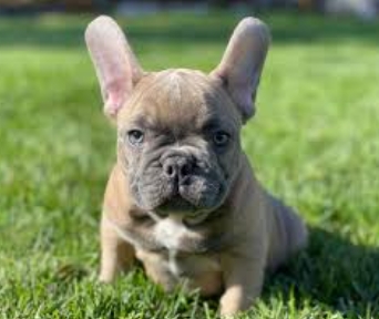 blue fawn frenchie