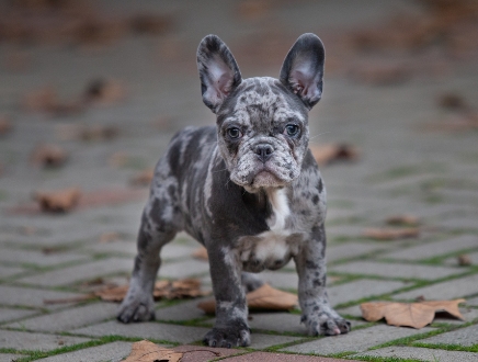 grey frenchie