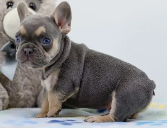 frenchie kingdom