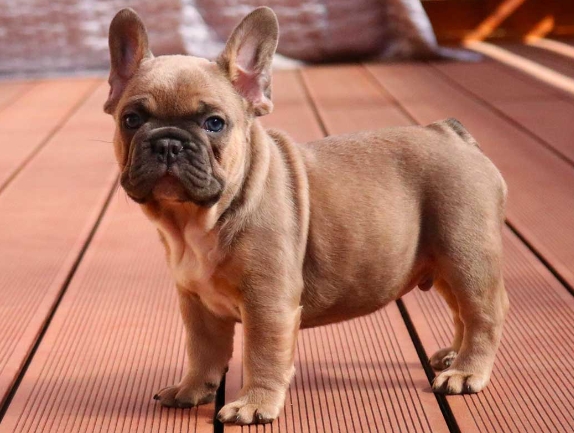fawn french bulldog