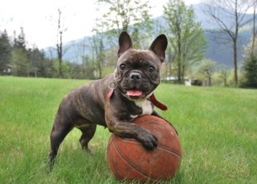 hypoallergenic french bulldog