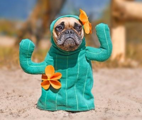 french bulldog halloween