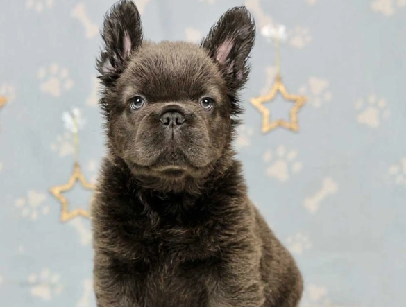 merle fluffy frenchie price