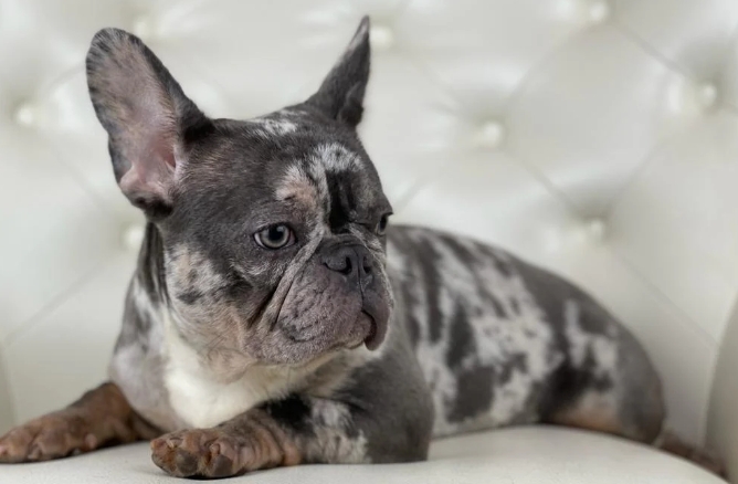 blue merle frenchie price