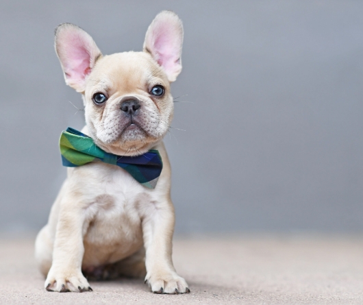 platinum french bulldog