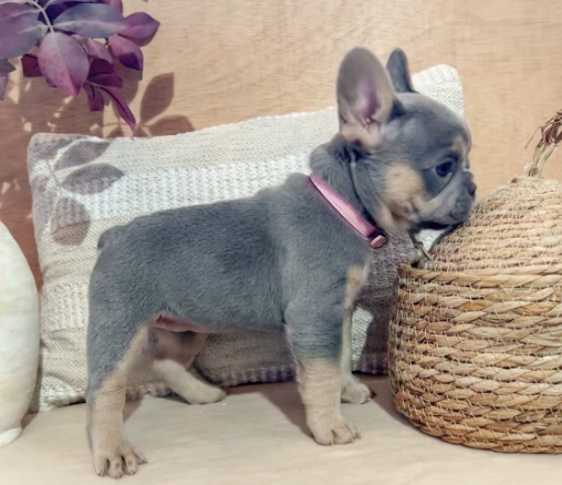 lilac and tan frenchie