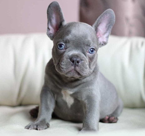 lilac frenchie price