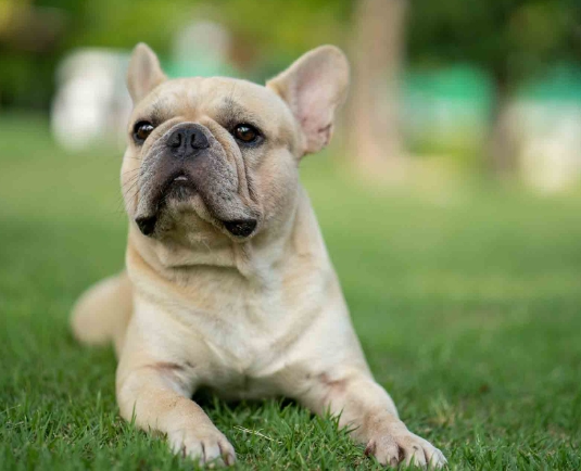 free french bulldogs near me