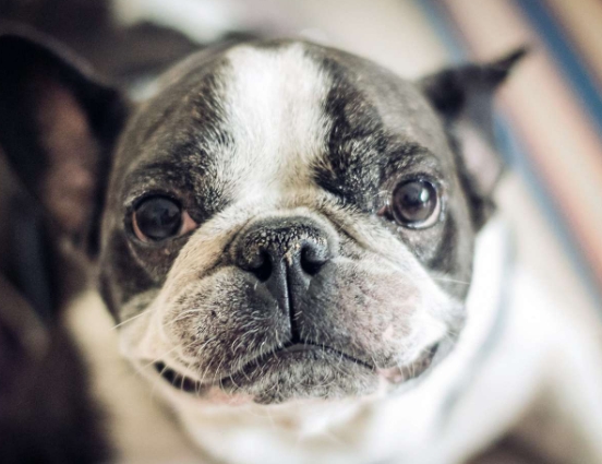 frenchie nose dry