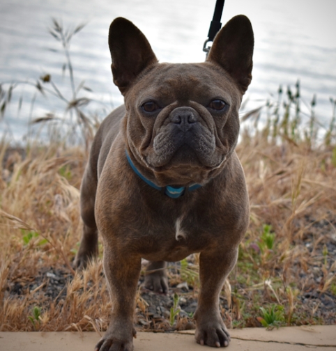 south bay frenchies