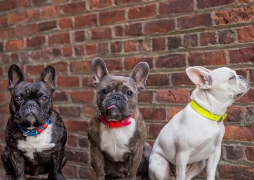 3 frenchies