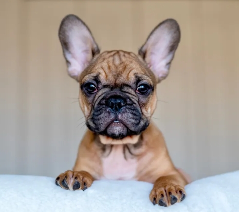 a frenchie dog