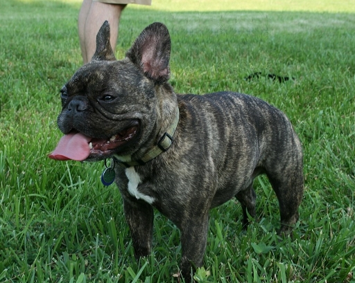 frenchiebulldog