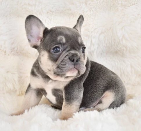 frenchie merle price