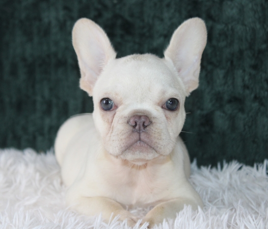 cream french bulldog puppy