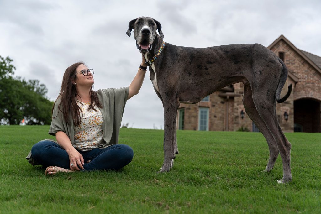 the Largest Great Dane