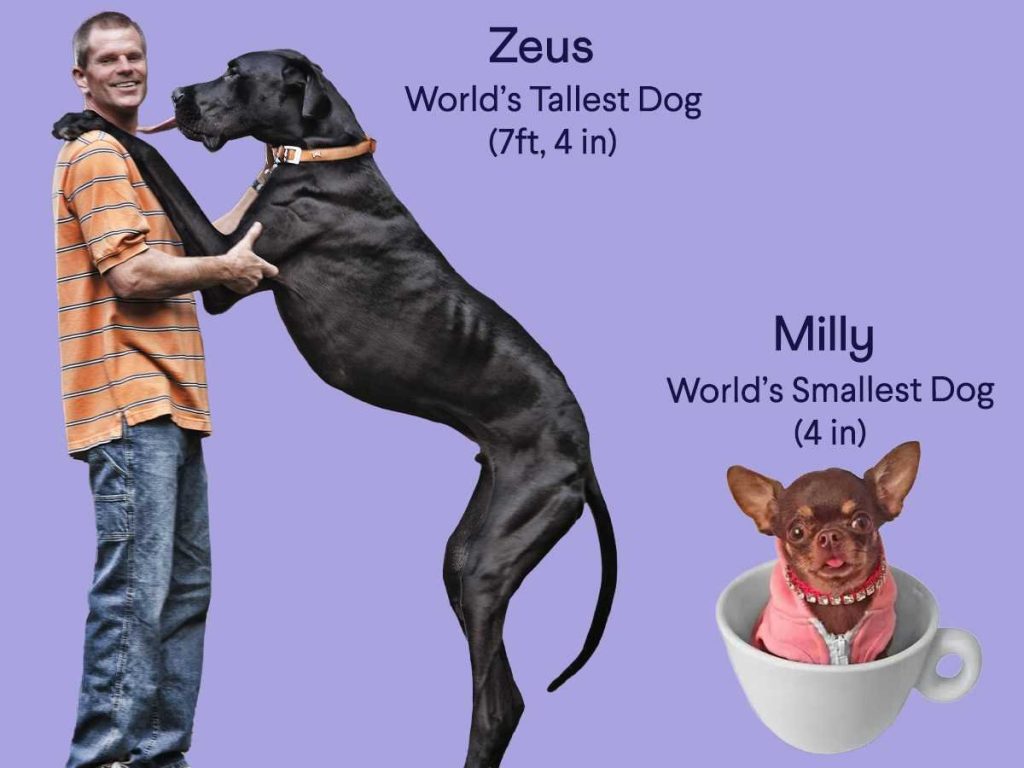 the Largest Great Dane