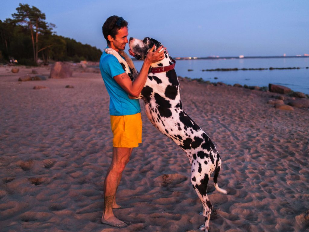 the Largest Great Dane