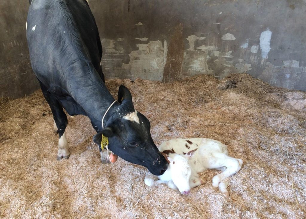 calf development stages
