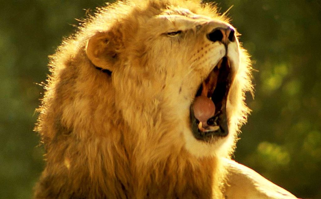 lion goes roar
