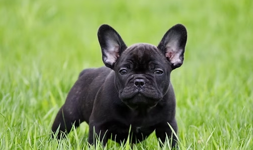 teacup frenchie