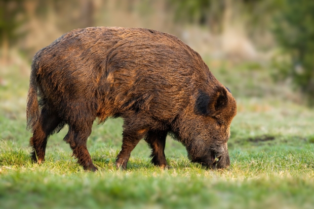 wild boar food habits