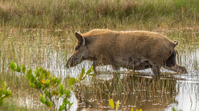 wild boar dietary habits