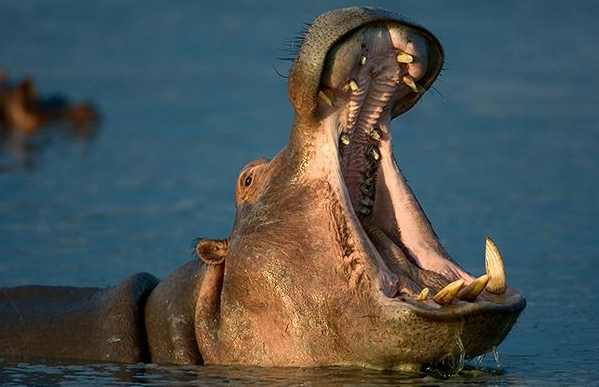 Hippo Personality