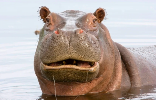 Hippo Personality