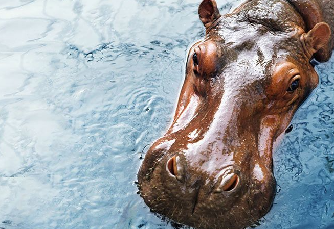 Hippo Personality