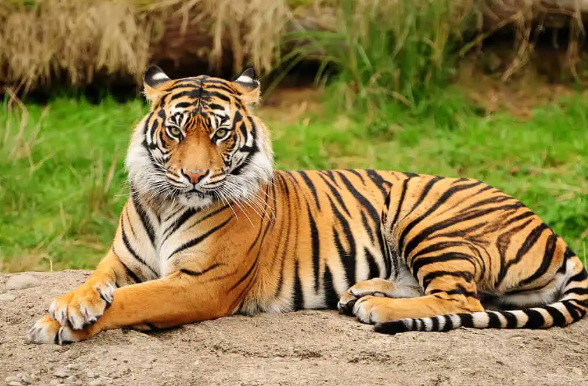 bangor tiger
